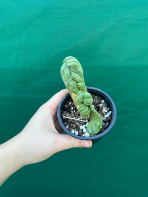 Trichocereus bridgesii crest
