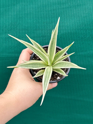 Sanseveria parva