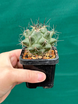 Thelocactus freudenbergeri