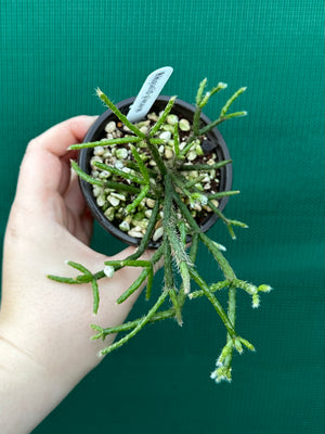 Rhipsalis pilocarpa
