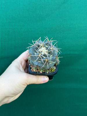 Coryphantha elephantidens