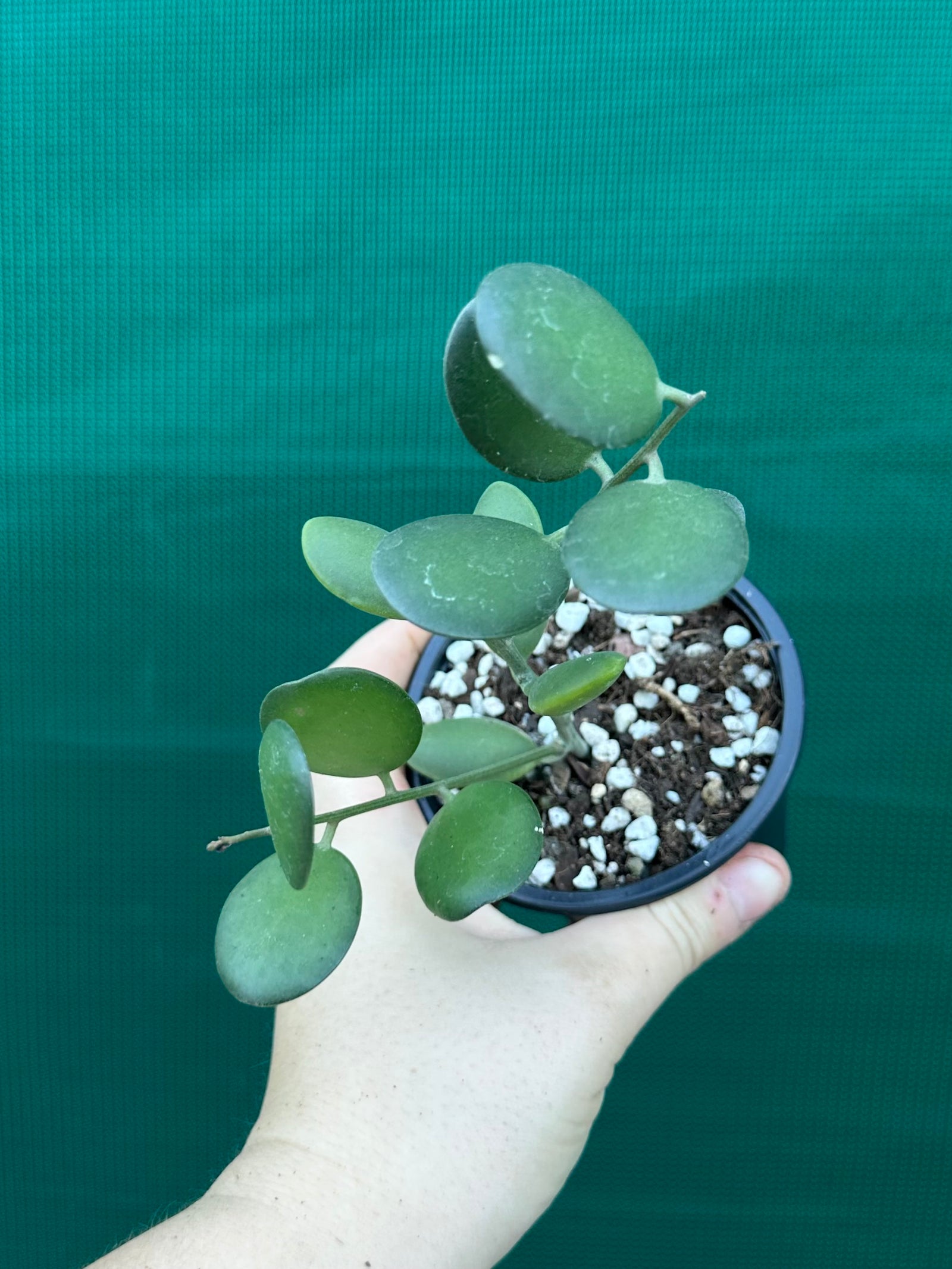 Silver Dollar Vine
