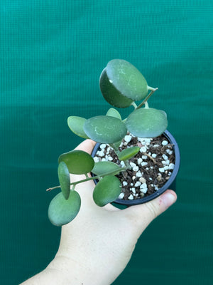 Silver Dollar Vine