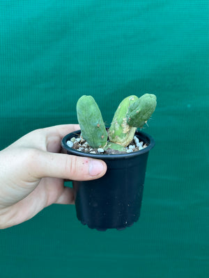 Trichocereus bridgesii