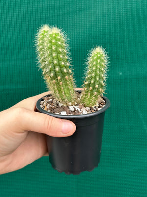 Oreocereus neocelsianus 'The Old Man of the Andes'