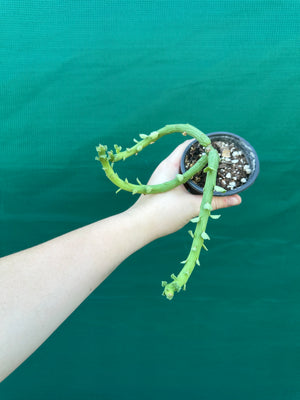 Euphorbia bisellenbeckii