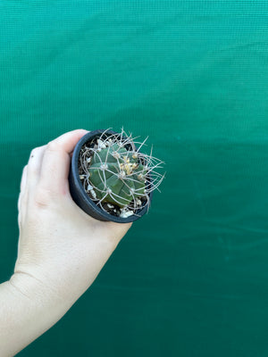 Gymnocalycium accorugatum