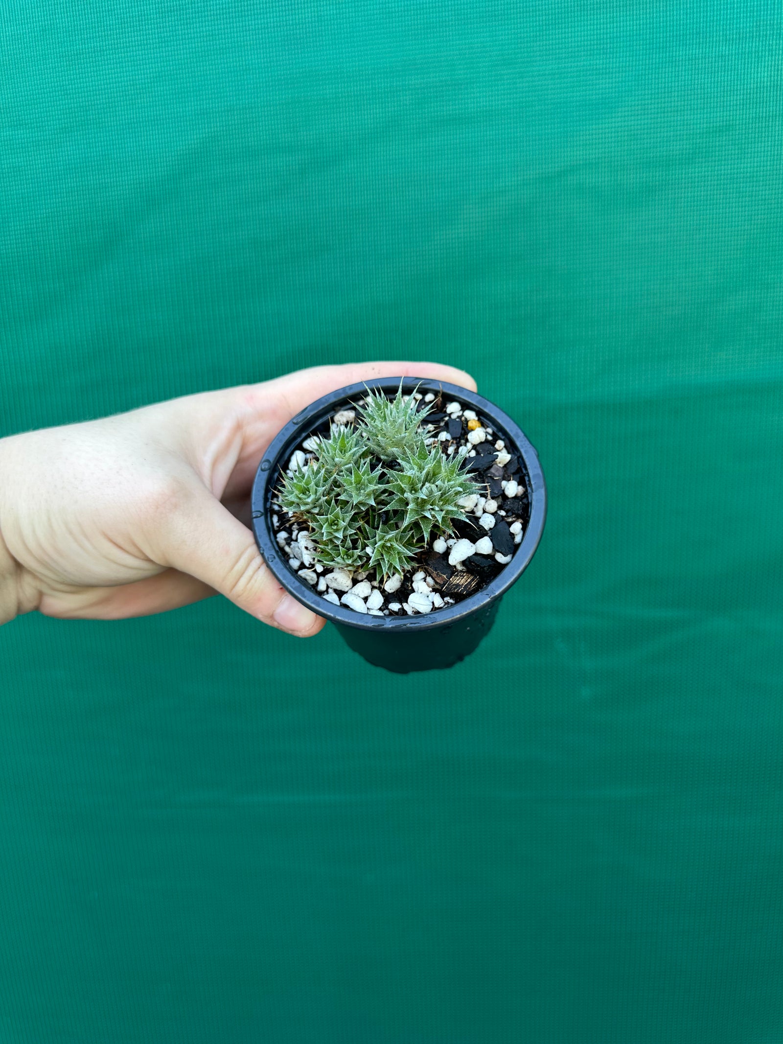 Deuterocohnia brevifolia