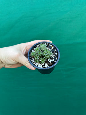 Deuterocohnia brevifolia