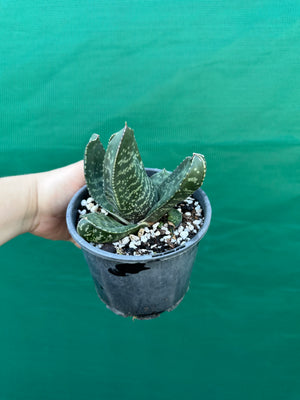 Gasteria excelsa hybrid