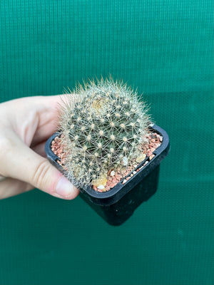 Rebutia aureiflora