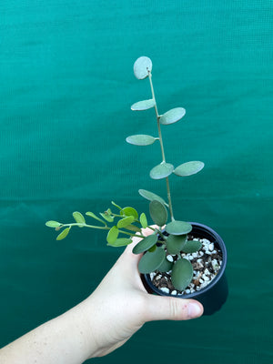Silver Dollar Vine