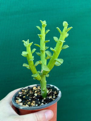Monadenium ellenbeckii