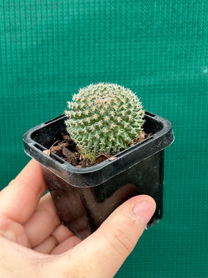 Mammillaria sempervivi