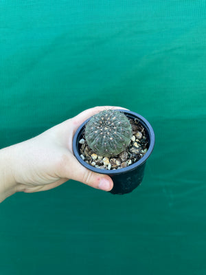 Gymnocalycium taningaense