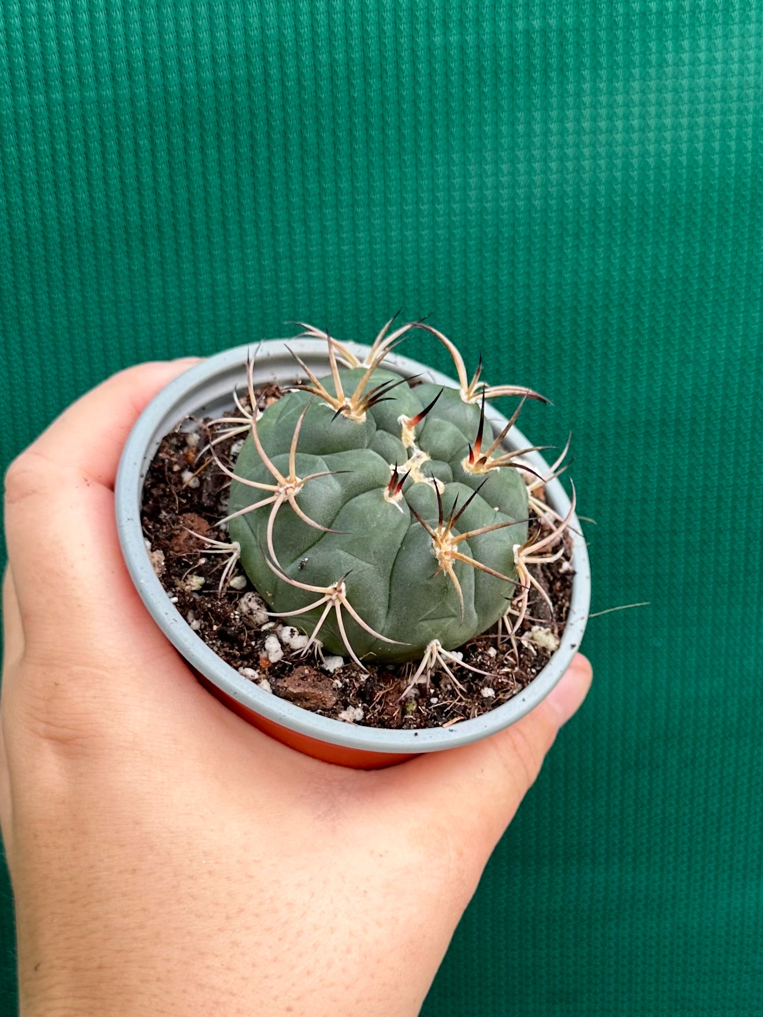 Gymnocalycium