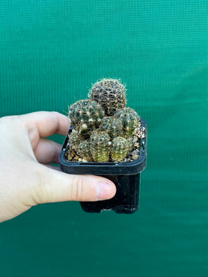 Lobivia arachnacantha