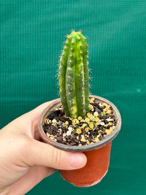 Trichocereus peruvianus varigata