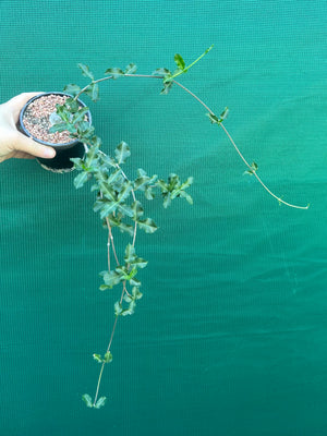 Fockea edulis