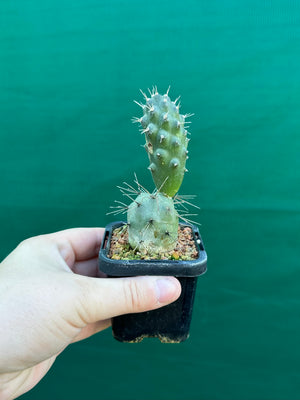 Tephrocactus alexanderii