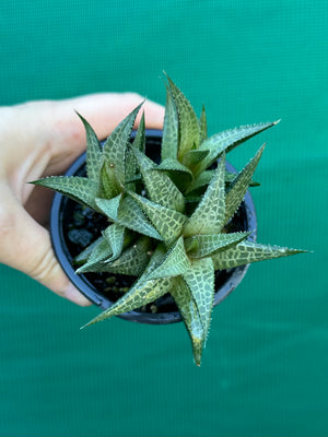 Haworthia tessellata