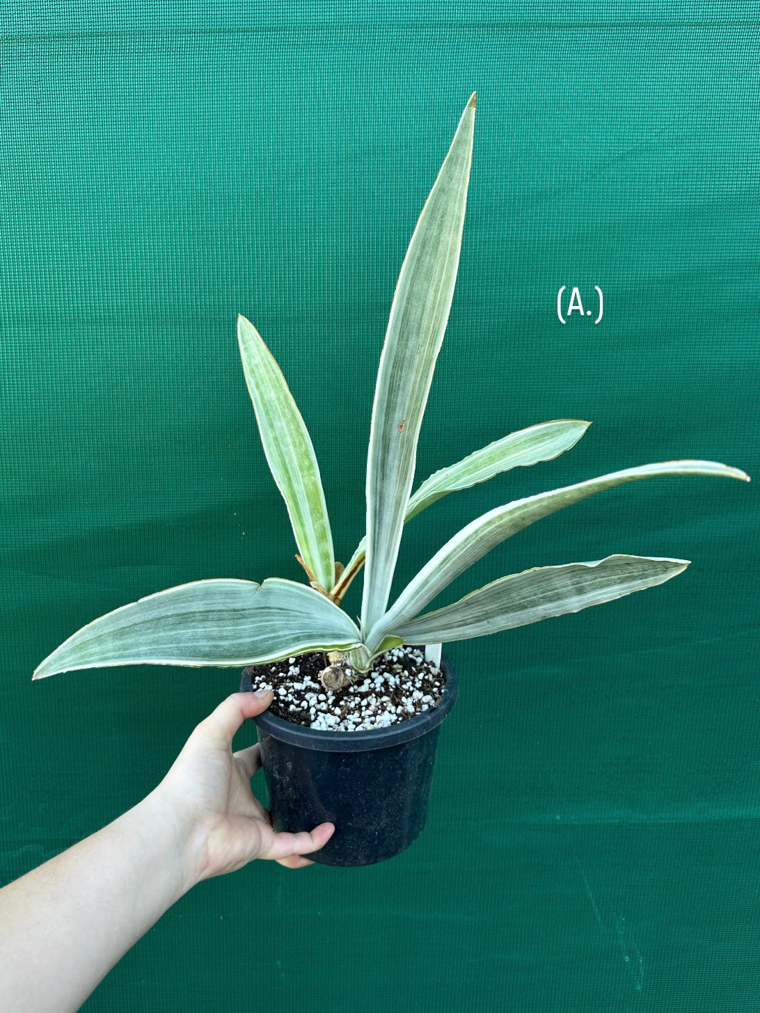 Sansevieria ‘Siam Silver’