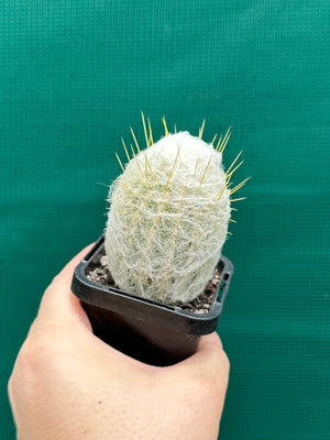Espostoa melanostele