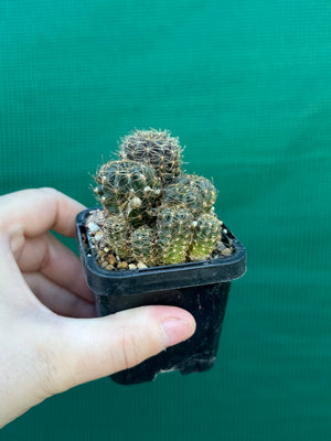 Lobivia arachnacantha