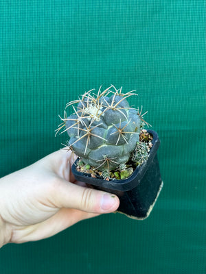 Coryphantha elephantidens