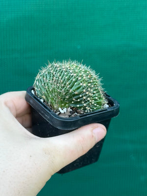 Echinopsis hybrid crest