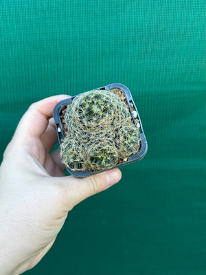 Mammillaria dumetorum