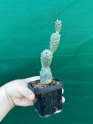 Tephrocactus Articulatus