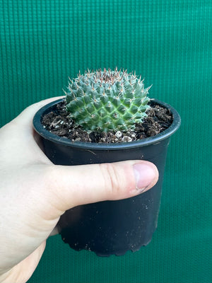 Mammillaria chioncephala