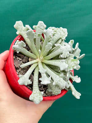 Caputia scaposa var. addoensis