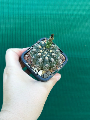 Gymnocalycium metrelireum