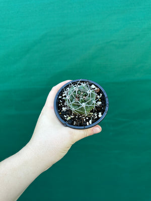 Gymnocalycium carminanthum