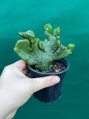 Euphorbia alluaudii crest