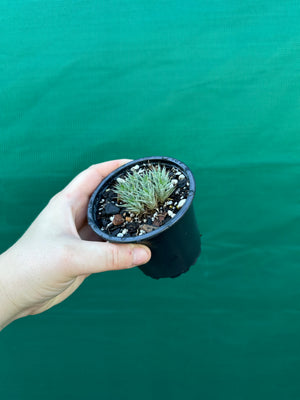 Deuterocohnia brevifolia