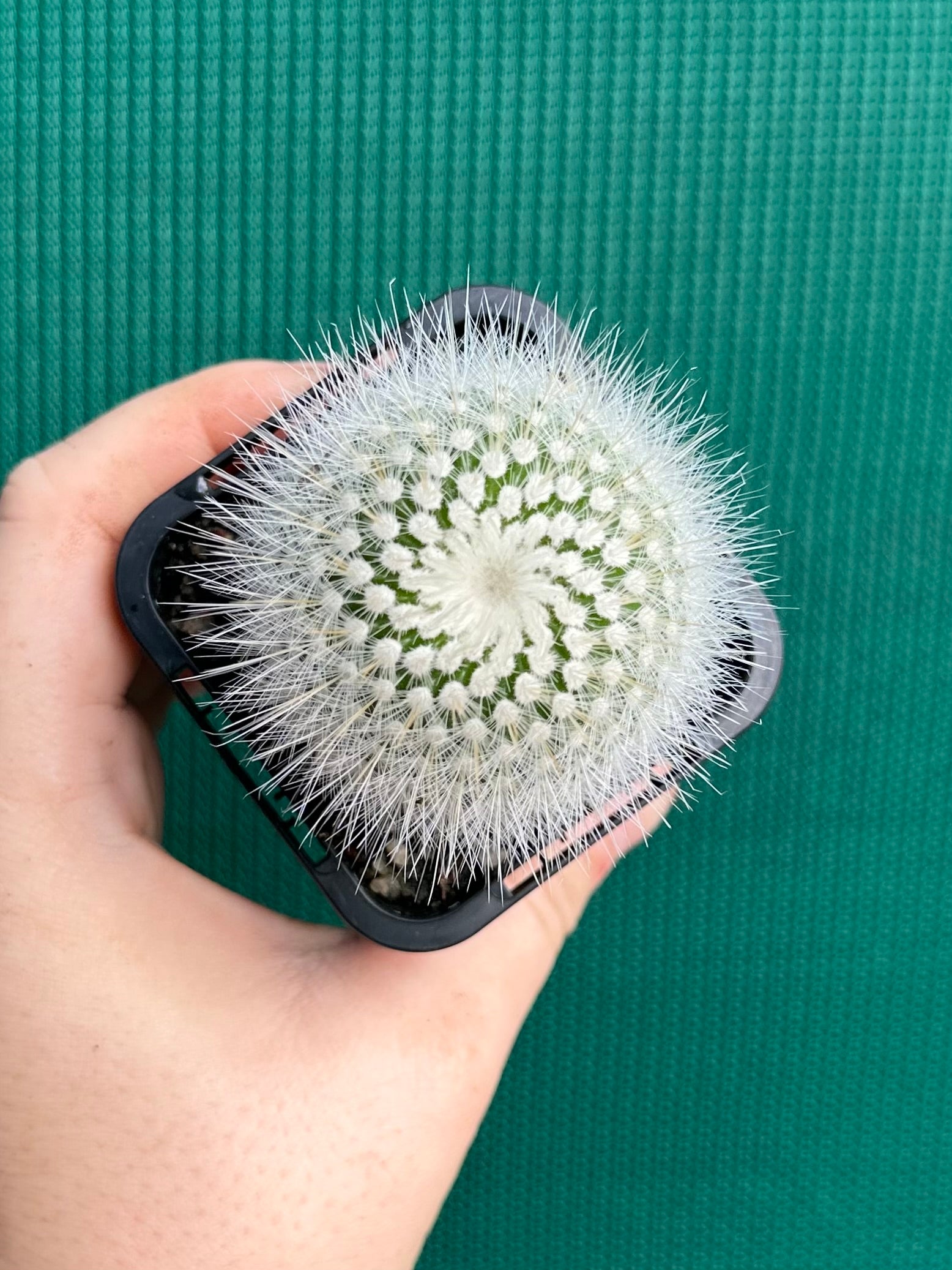Parodia scopa