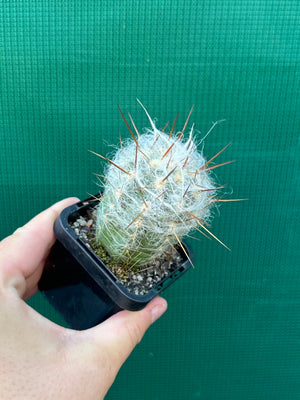 Oreocereus trollii Old Man of the Mountain