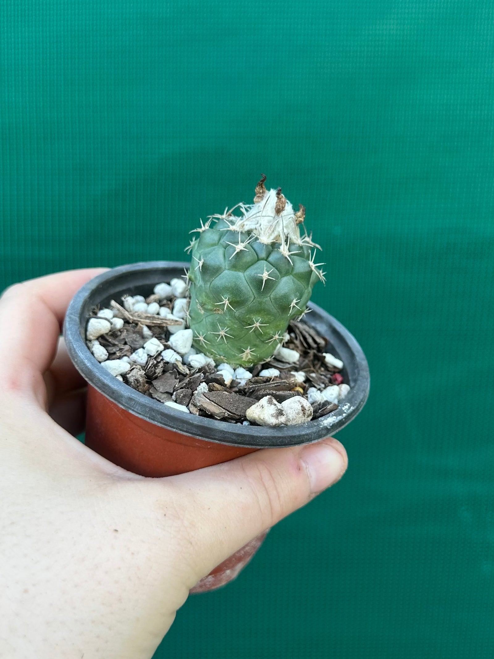 Turbinicarpus lophophoroides