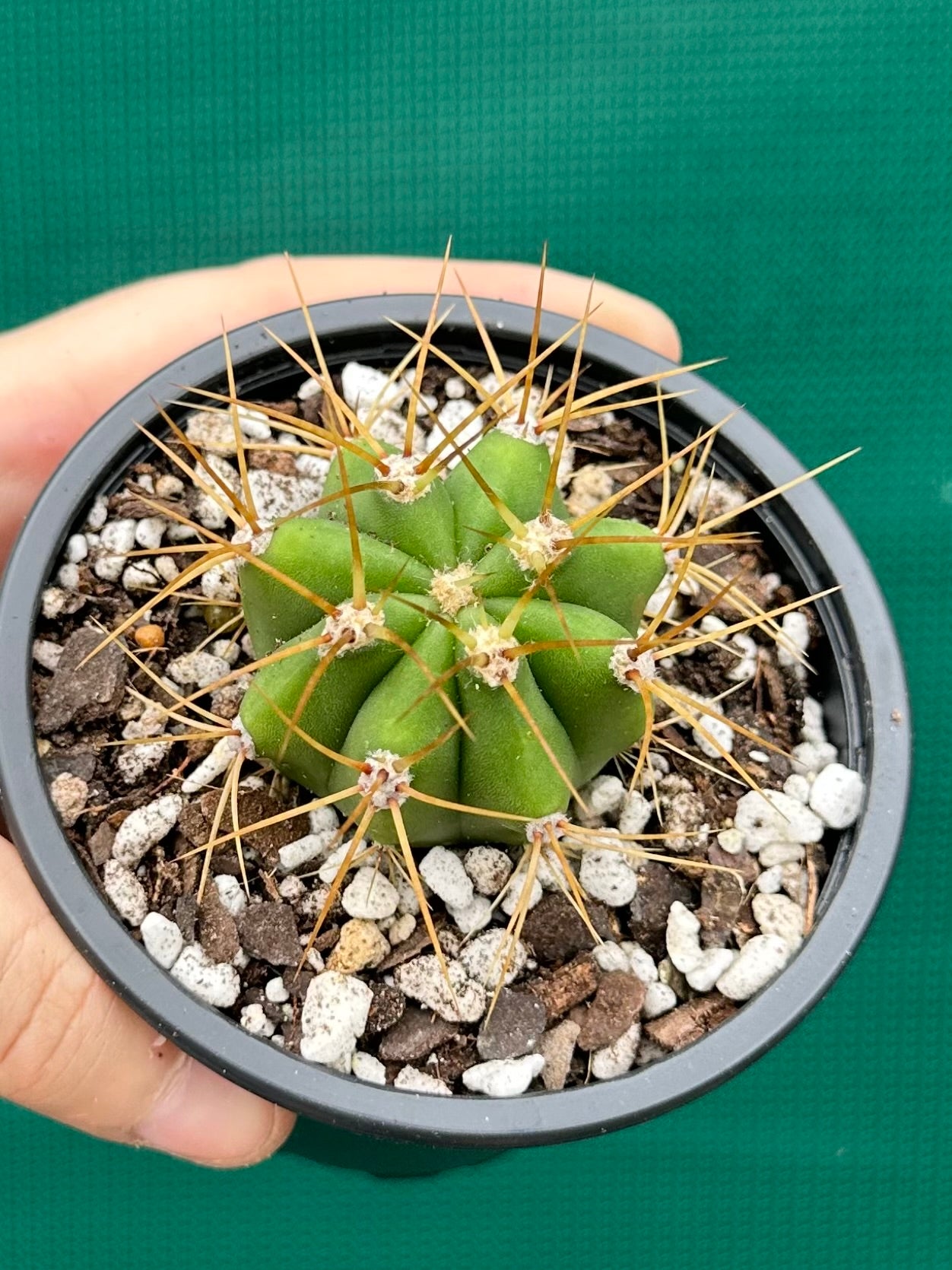 Echinopsis pasacana