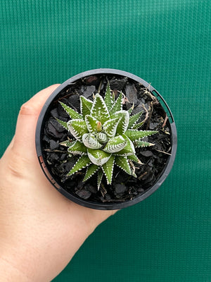 Haworthia fasciata ‘Japanese Super Clone’
