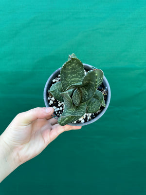 Gasteria excelsa hybrid