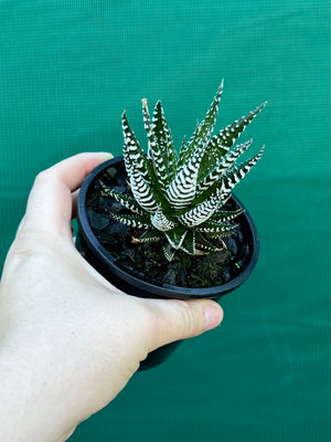 Haworthia fasciata ‘Japanese Super Clone’