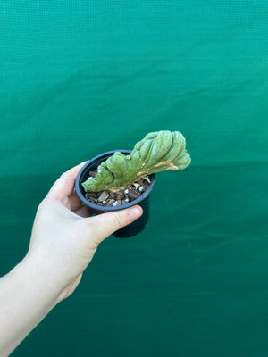 Trichocereus bridgesii crest
