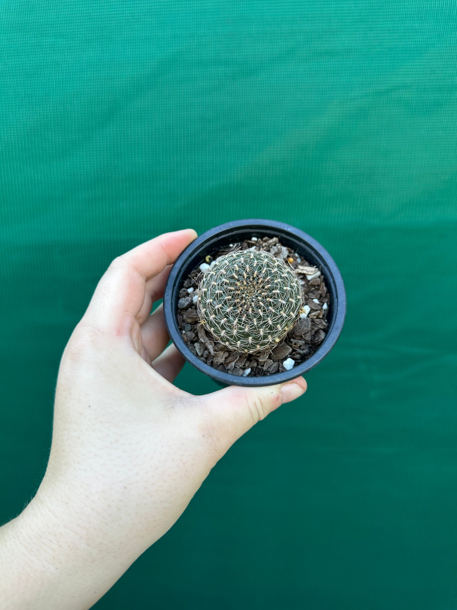 Sulcorebutia arenacea