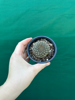 Sulcorebutia arenacea