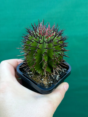 Euphorbia polygona