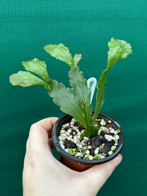 Rhipsalis goebeliana